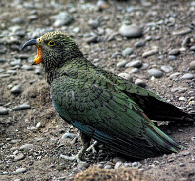 Kea Youngster feed me.jpg