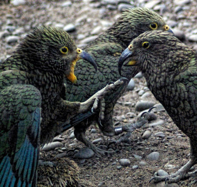 Kea Youngster food please.jpg