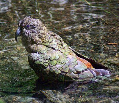 Kea in the pool.jpg