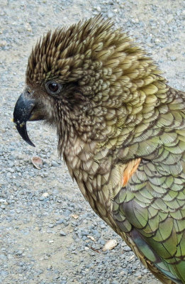 Male Kea Rugby.jpg