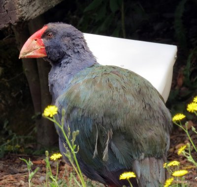 Takahe.jpg