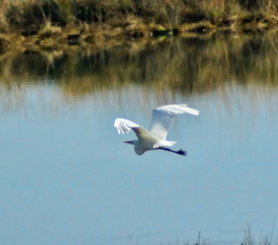 Great egret in flight.jpg