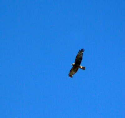 Australian Harrier @ Tekapo.jpg