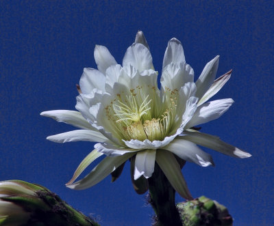 Cactus flower.jpg