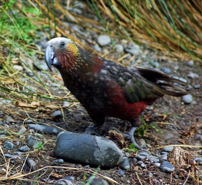 Kaka looking up.jpg