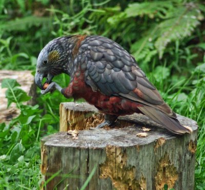 Kaka with snack.jpg