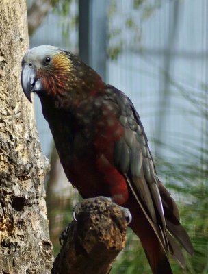 South Island Kaka.jpg