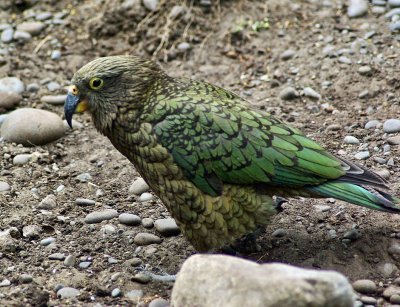 Young Kea.jpg