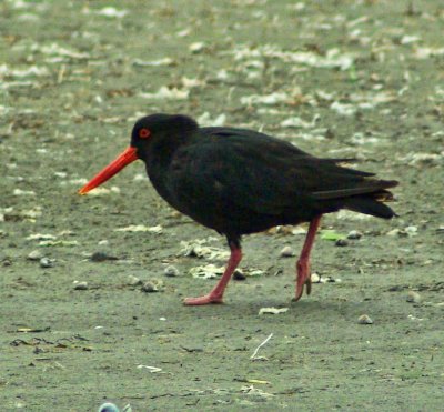 Variable Oystercatcher.jpg
