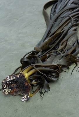 Kelp on the beach.jpg