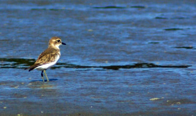 Banded Dotterel @ Waikuku.jpg
