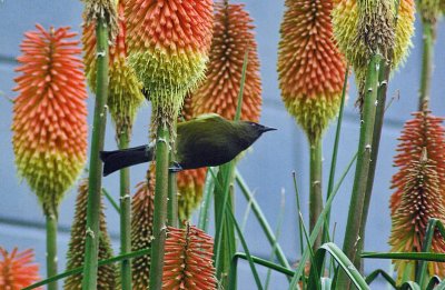 NZ Bellbird @ Akaroa.jpg