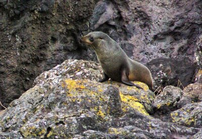 NZ Fur Seal 2.jpg