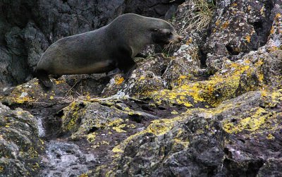 NZ Fur Seal 3.jpg