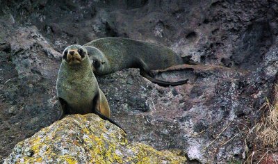 2 NZ Fur Seals.jpg