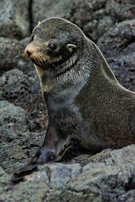 NZ Fur Seal on Akaroa Rocks.jpg