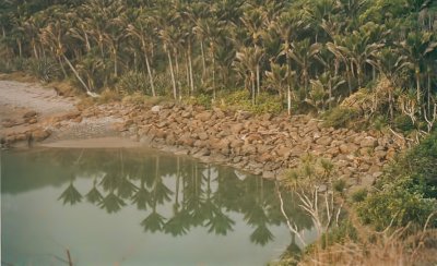 Nikau Bush  Reflection in stream.jpg