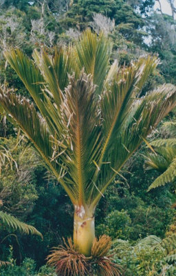 Nikau Palm in West Coast Bush.jpg