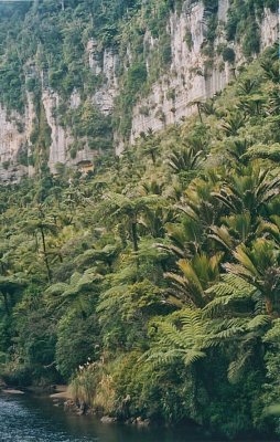 Cyathea & Nikau bush.jpg