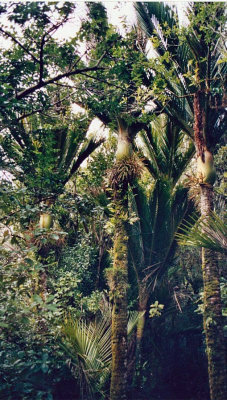Nikau Palms in the bush.jpg