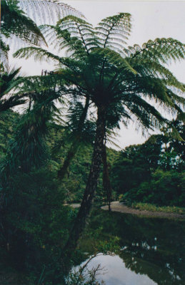 Tall tree ferns in Wellington bush.jpg