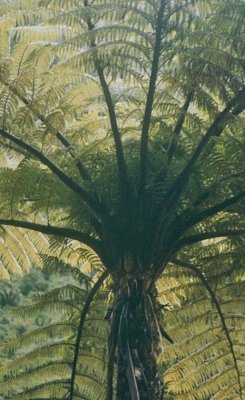 Tree Fern Canopy.jpg