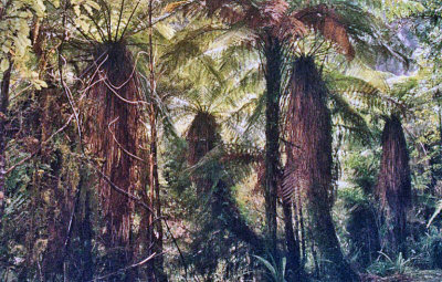 Tree Ferns in NZ bush.jpg