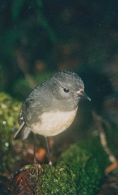 South Island Robin  in the bush.jpg