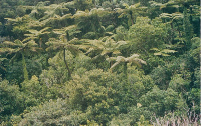 Tree Fern bush.jpg