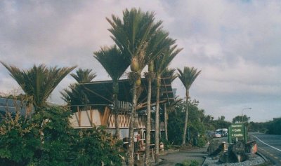 Punakaiki shops with Nikau Palms.