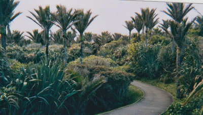 Punakaiki Nikau walk.jpg