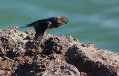 Welcome Swallow @ Scarborough.jpg