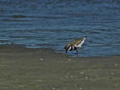 Banded Dotterel by the water's edge.jpg