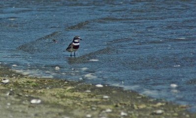Banded Dotterel in the estuary.jpg