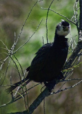 Wetland & Seabirds of New Zealand.