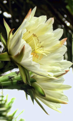 January cactus flowers 2016.jpg