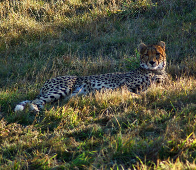 Resting cheetah.jpg