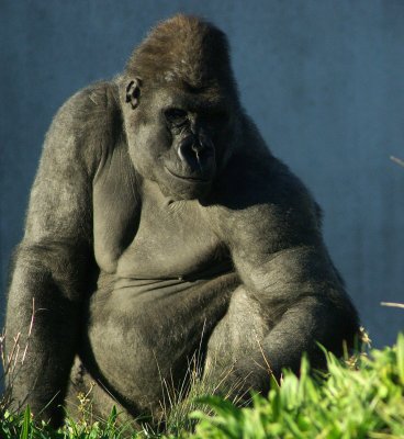 Friendly gorilla.jpg