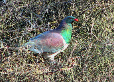 NZ Native Pigeon.jpg