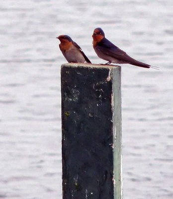 Resting Welcome Swallows