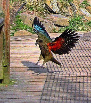 Kea flight 3 Smart.jpg