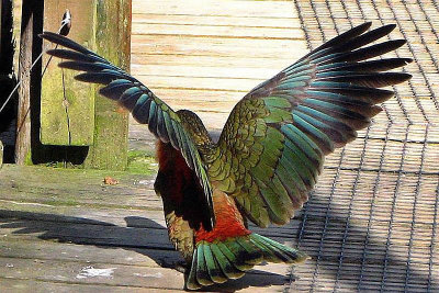 Kea wings 122 Medium1.jpg