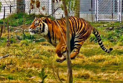 Tiger above ground.jpg