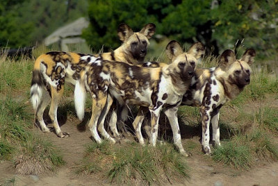 African Wild Dogs.jpg