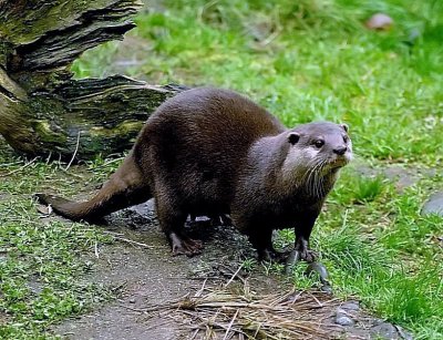 Small otter.jpg