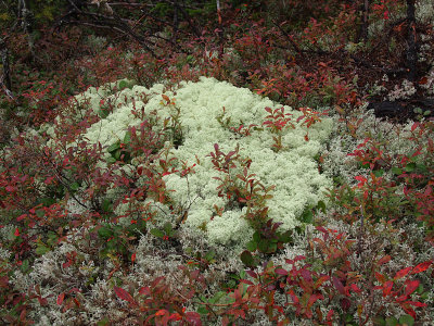 appalachian trail 1603.jpg