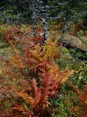 appalachian trail 1606.jpg