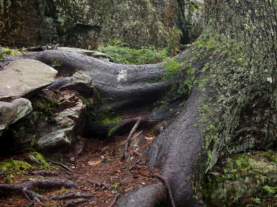 appalachian trail 1611.jpg