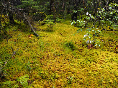 appalachian trail 1693.jpg