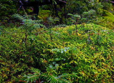 appalachian trail 1701.jpg